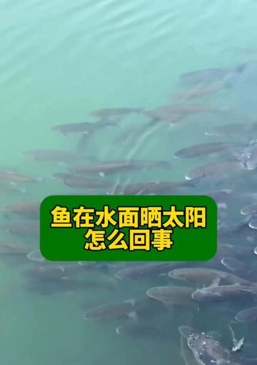预防气泡病，守护鱼儿健康（揭秘鱼身上小水泡的成因与预防方法）