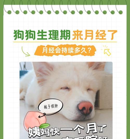 母狗生产后多久能做节育？（保护宠物健康，合理控制生育）