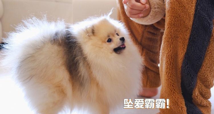 贵宾博美离开母狗的时间周期及影响因素（从交配到断奶，母狗与幼犬的关系与发展）