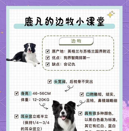 边牧犬的优点——聪明、适应性强、多才多艺（了解边牧犬的优势，选择一只合适的伴侣）