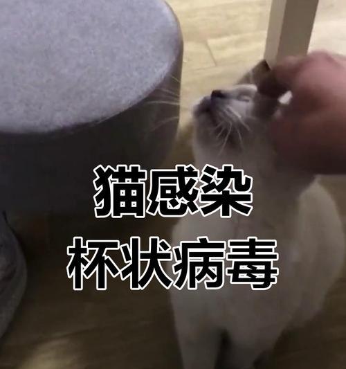 猫病毒的消失时间究竟需要多久？（探索猫病毒的生存周期与消失规律）