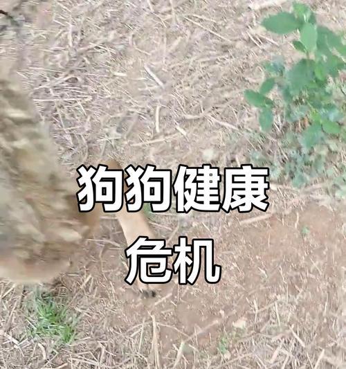 食量少的狗的特点及饲养方法（小型犬种适合的饮食习惯与养育要点）