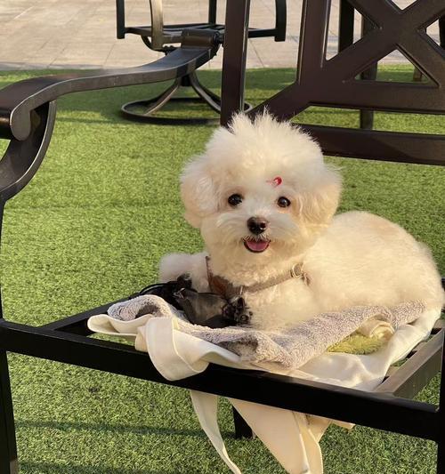 贵宾犬的行走里程（揭秘贵宾犬成长里程碑的奥秘）