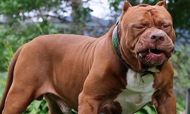 厦门禁养犬种解析（关注厦门禁养犬种，让我们共建和谐社区）