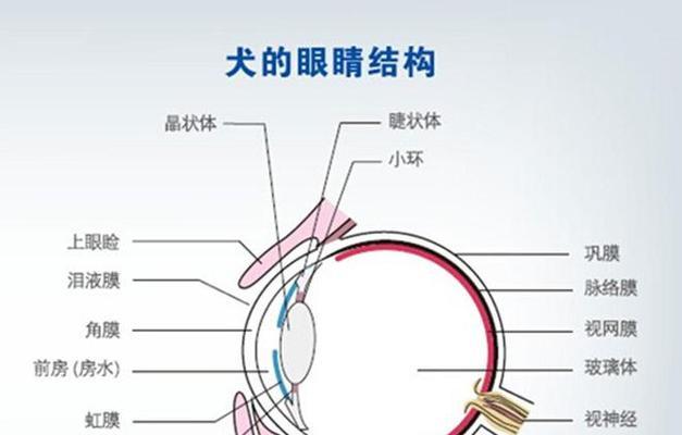 小狗的嗅觉发育过程（从出生到嗅觉敏锐，探索小狗嗅觉的成长奇迹）