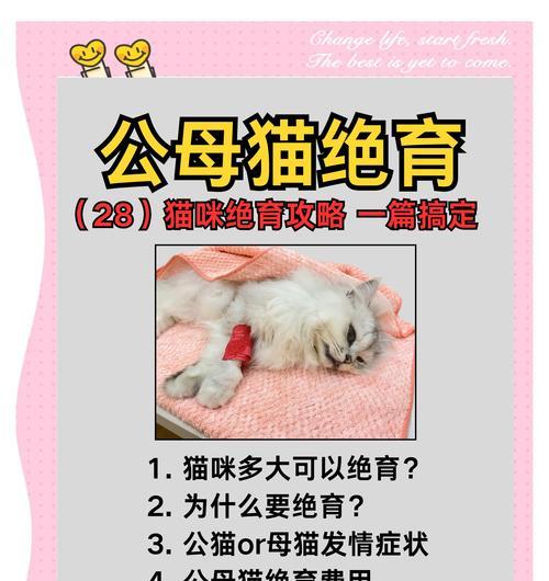 母猫绝育后毛长恢复期
