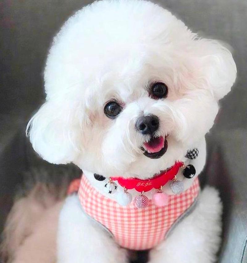 不适合养的中小型犬（这些犬种的特点与养护要求不太适合一般家庭）