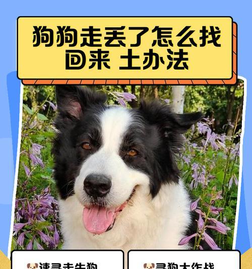 探索世界的犬之旅（了解各类犬种及搜寻技巧，助您成为专业搜犬人）
