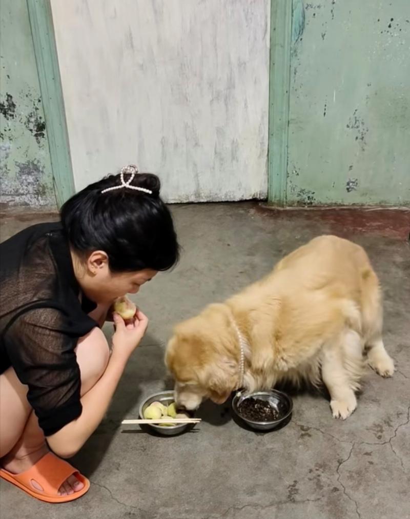 狗狗可以吃的水果有哪些？（探索狗狗食物世界中的水果宝藏）