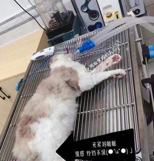 绝育后的猫咪（关爱你的猫咪，让它快乐健康一生）