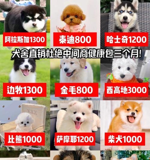 选择适合新手的犬类宠物（柴犬、边牧还是柯基？新手首选哪一种犬类？）