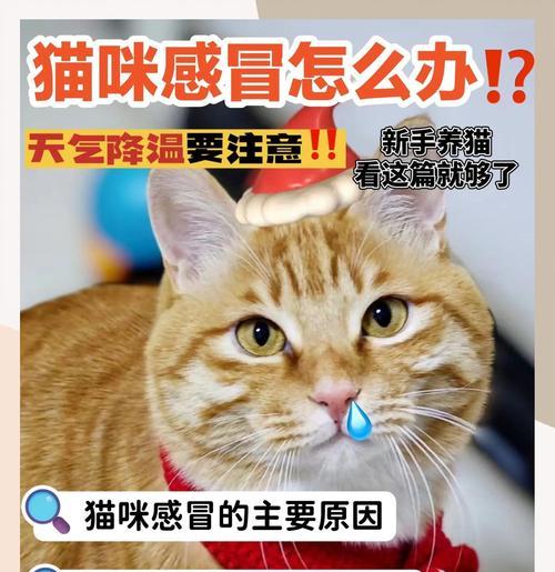 猫感冒了怎么办？药物治疗和预防方法（保护你的猫免受感冒侵袭，让它尽快康复）
