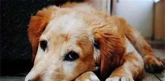 狗狗产前最明显的征兆（了解狗狗产前征兆，做好养护准备）