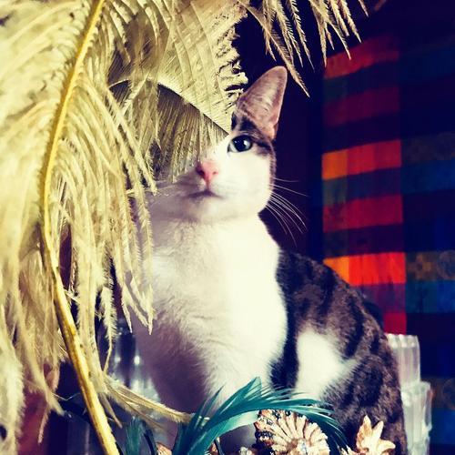 揭秘猫最怕的气味之谜（探索猫科动物敏感的嗅觉世界）
