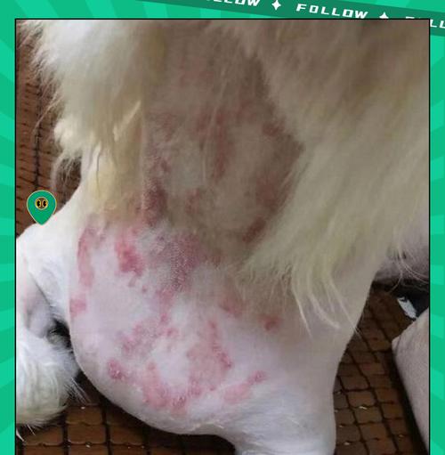 狗狗螨虫治疗需要多久才能痊愈？（详解狗狗螨虫的治疗周期及注意事项）