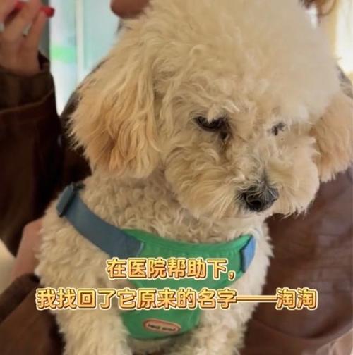 小狗打芯片（了解为何小狗打芯片以及最佳时机）