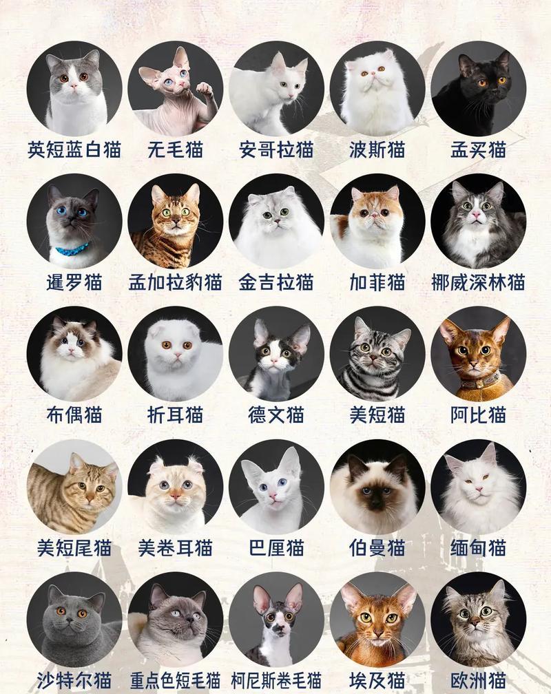 养猫须知（保护自己和猫咪的健康，及时采取措施预防传染）