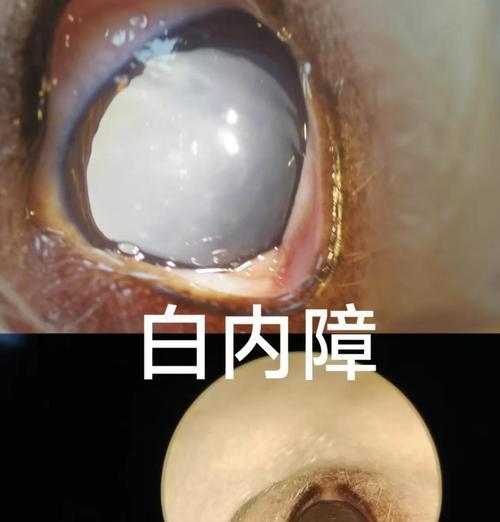 狗狗白内障（了解狗狗白内障的类型及防治方法，让你的宠物保持健康）