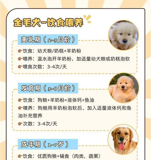 金毛犬每天所需的适当散步时间（保持金毛犬的身心健康，从科学合理的散步时间开始）