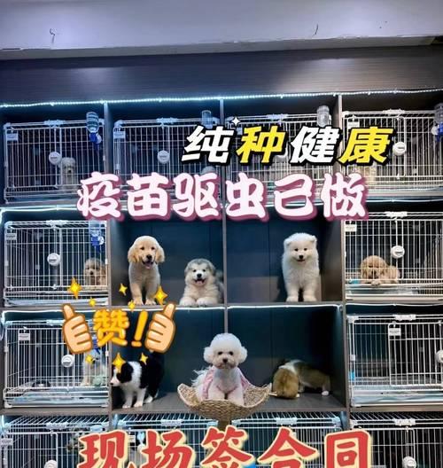 比熊犬（一只可爱的比熊犬究竟值多少钱？它们的性格如何？）