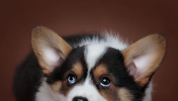 柯基犬（探寻柯基犬的种类与魅力，带你走进柯基的世界）