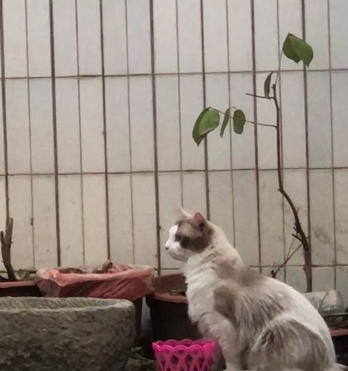 狗狗到新家后多久能开始喂食？（探究狗狗适宜进食时间的关键因素）