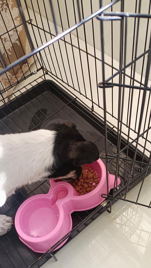如何正确给幼犬泡狗粮（宝贝犬崭新饮食之道，给你的小狗最健康的呵护）