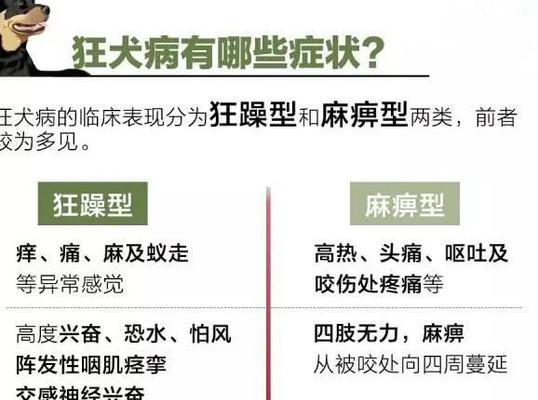 狗狗生病后的照料与时间安排（了解狗狗生病后的关键时间节点与应对方法）