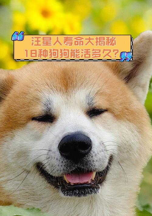 狗狗姨妈期持续时间及护理方法解析（了解狗狗姨妈期的持续时间，为你的汪星人提供最佳的护理）