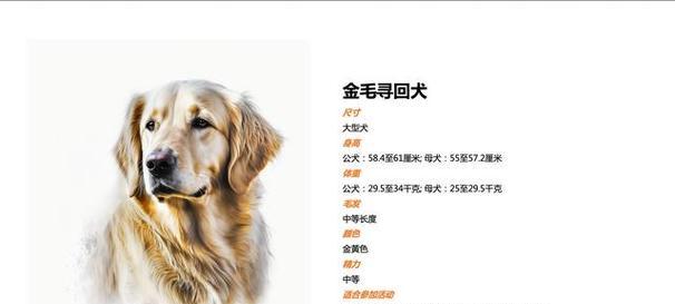 金毛犬配种周期及注意事项（了解金毛犬配种周期，让你的宠物健康繁衍）