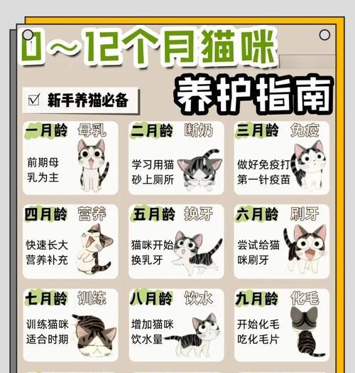 猫的月经周期及特点（揭秘猫咪的月经周期和繁殖特点，了解你的宠物更多）