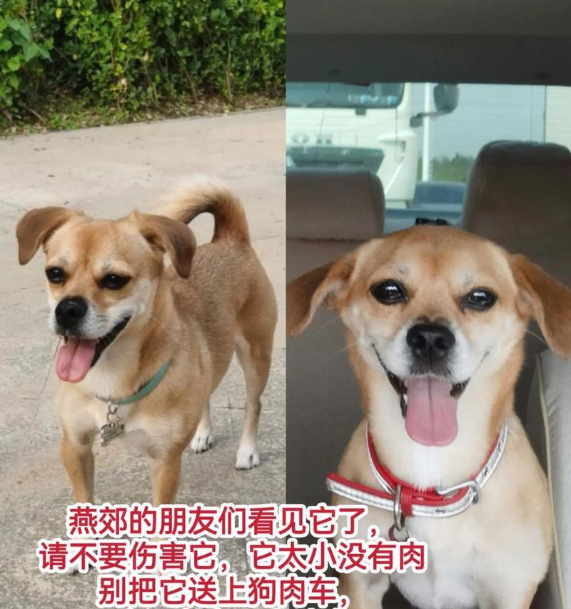 狗狗的生长周期与个子增长周期（探究狗狗个子增长的时间限制与特点）