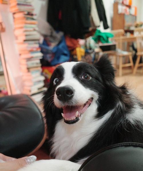 边境牧羊犬（世界上最聪明的狗狗，以及它的胆怯特质）