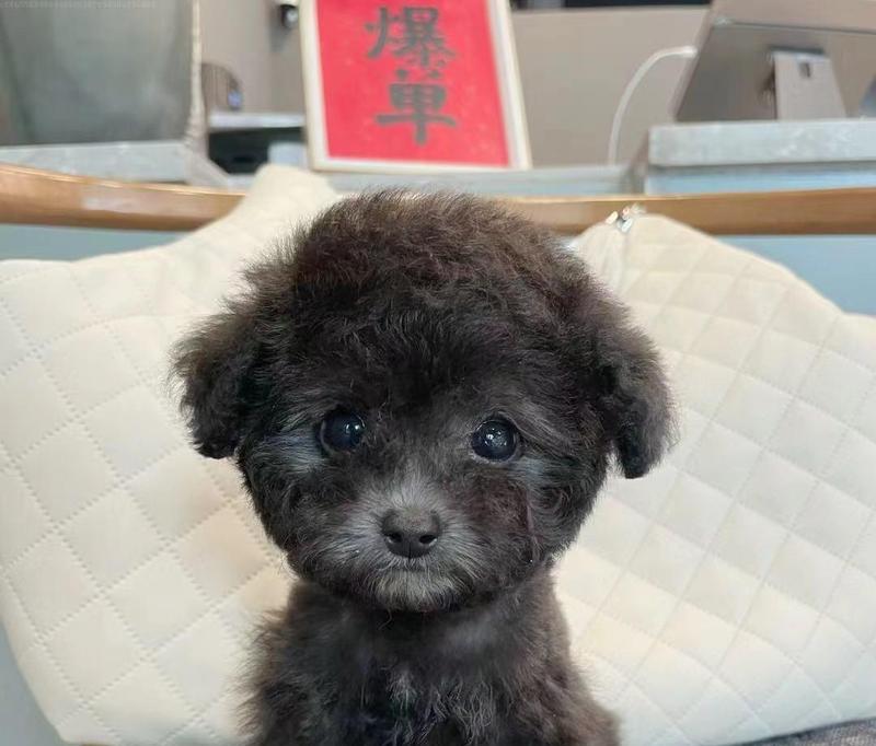 选择母犬养泰迪，享受六大好处（为什么建议选择母泰迪？探讨公母差异与养育优势）