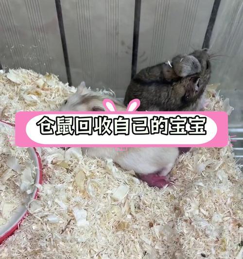 仓鼠繁殖的注意事项（为宝宝做好准备，让仓鼠繁殖更顺利）