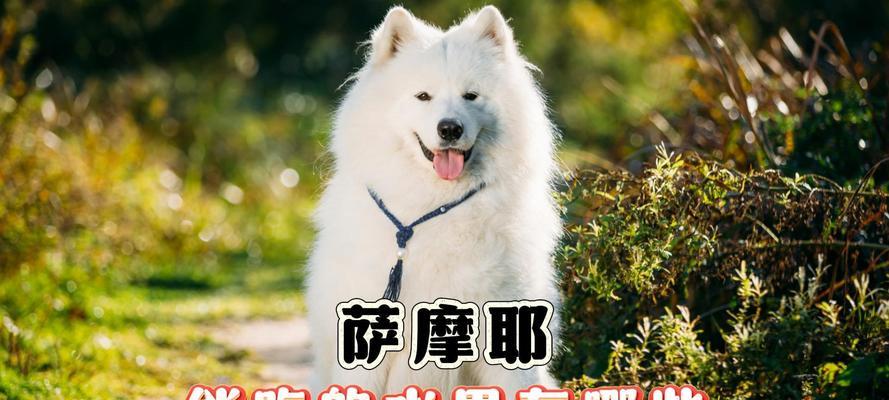 以萨摩耶可以吃哪些东西？（了解适合以萨摩耶食用的食物，让您的宠物健康成长）