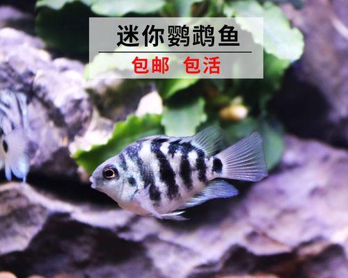 鹦鹉鱼腹水（揭示鹦鹉鱼腹水下的生存时间及关键因素）