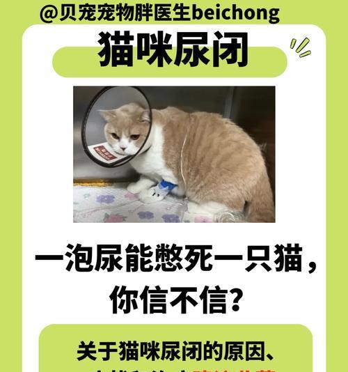 绝育后猫的排尿问题解析（探讨绝育后猫排尿时间及相关注意事项）