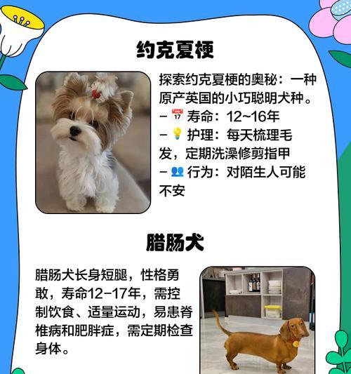 玩赏犬（探索不同品种的玩赏犬，共享快乐时光）