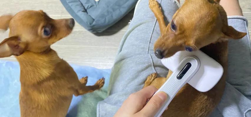 小鹿犬常见病详解（探索小鹿犬健康的关键是预防）