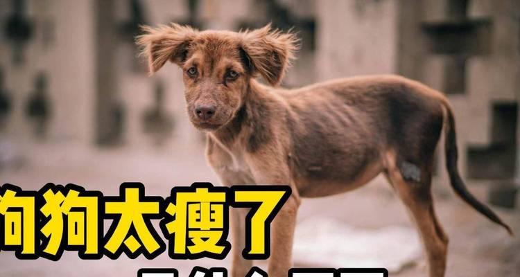 如何正确让狗狗增重？（有效的狗狗长胖方法，让宠物健康成长）