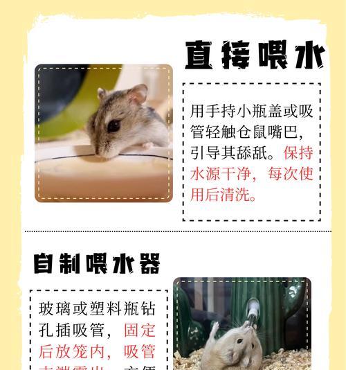为什么不能用水给仓鼠洗澡？（防止仓鼠感冒的重要原因和替代洗澡的方法）