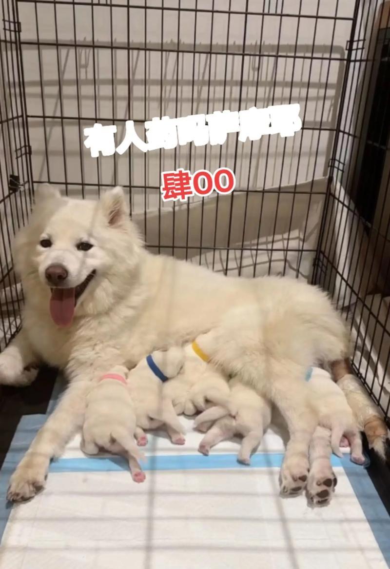 以萨摩多久生第二个（探索萨摩多的繁育周期及对品种发展的意义）