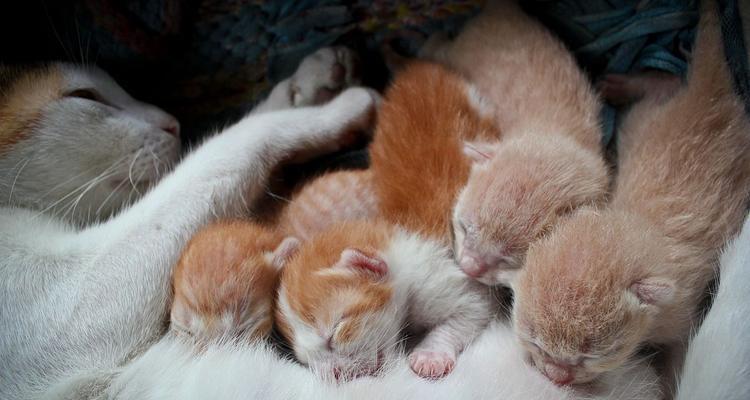 猫咪怀胎多久生崽？揭秘猫咪的孕育时期（解读猫咪的孕育周期以及常见问题，让你更了解你家的毛茸小宝贝）
