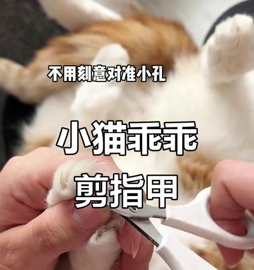 猫的指甲修剪时间和技巧（掌握合适的修剪频率，让猫咪的爪子更健康）