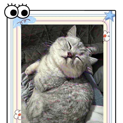 猫咪皮肤病的治愈时间和方法（了解猫咪皮肤病的治愈时间以及适当的护理方法）