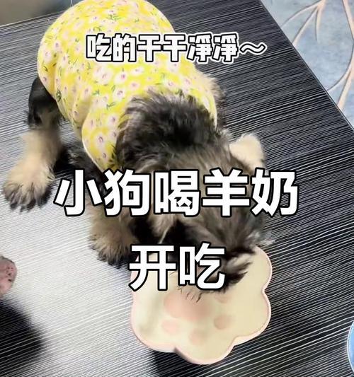 小狗多久吃饭？一天几餐是最合适的？（了解小狗进食频率，做出正确的养育决策）