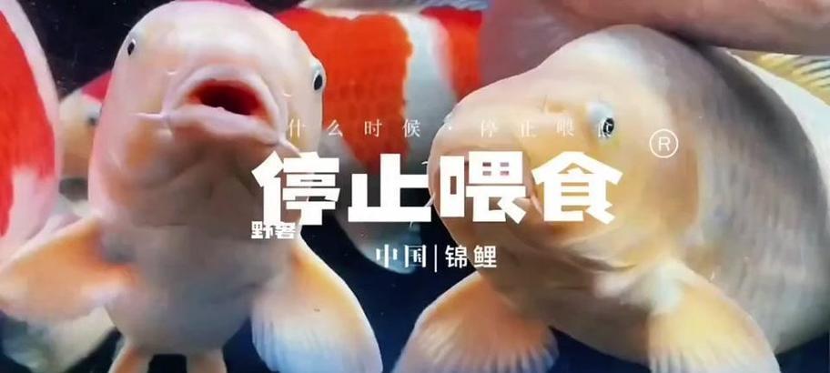 养锦鲤必读的喂水时间间隔秘籍（掌握锦鲤的饮水规律，它们才能健康茁壮）