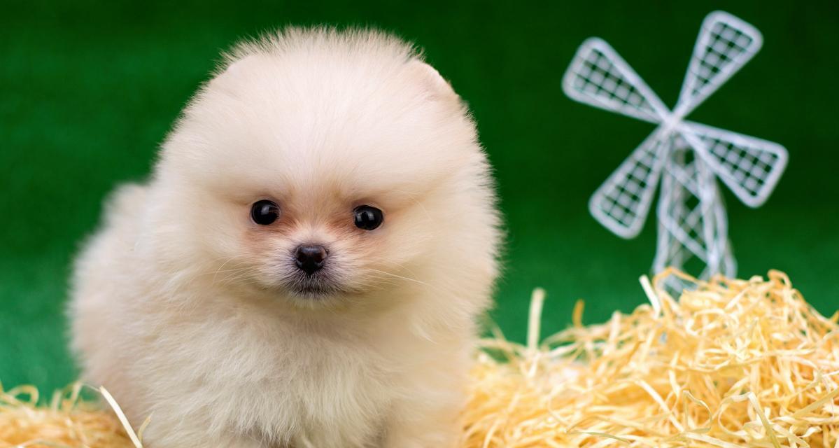 茶杯犬的来源及养殖风险（小巧可爱的茶杯犬存在哪些问题？）