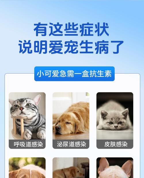 狗消炎药（了解狗消炎药的分类和适应症，选择正确的治疗方案）